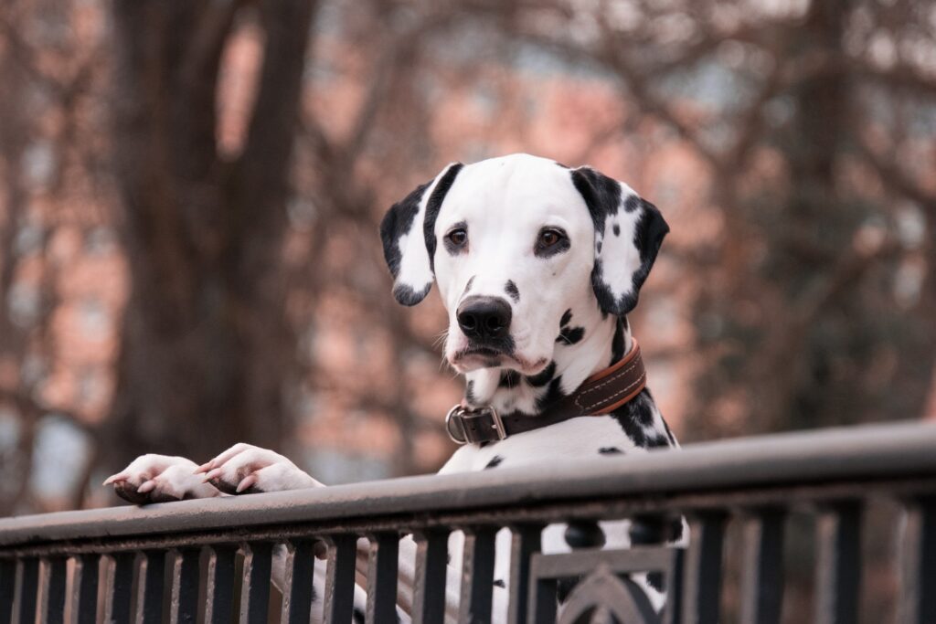 Warum Hundeausmalbilder eine Verbindung Kind und Hund schaffen können