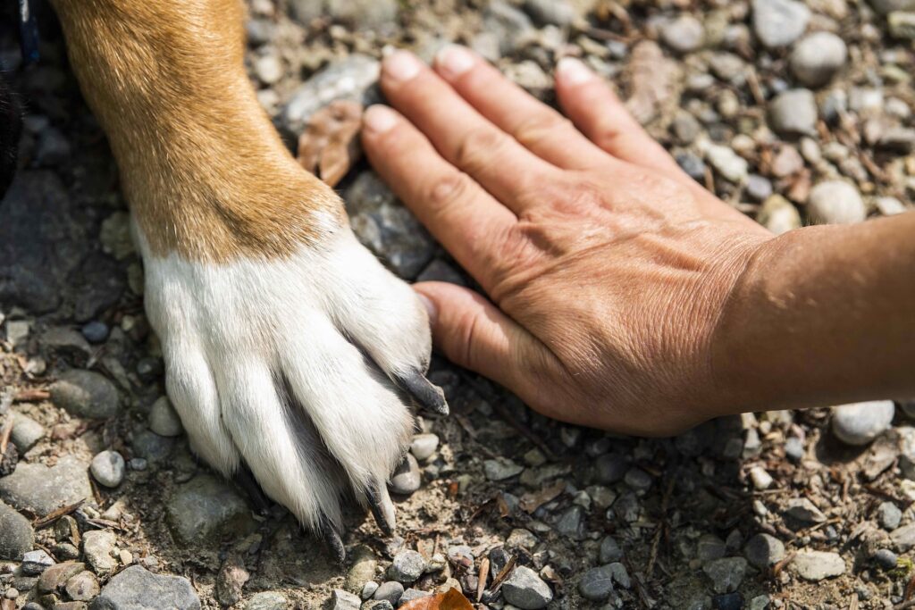 Hund lässt sich nicht die Krallen schneiden