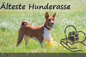 Die 6 ältesten Hunderassen und ihre Geschichte