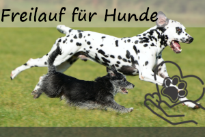 Warum Freilauf so wichtig für einen Hund ist – 5 Gründe