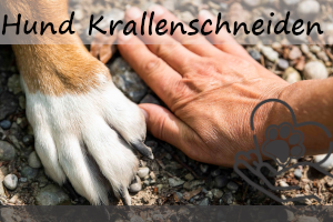 Hund lässt sich nicht die Krallen schneiden – Umfassende Tipps und Strategien für stressfreies Krallenschneiden