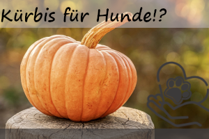 Dürfen Hunde Kürbis essen?