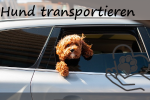 Hunde sicher im Auto transportieren: So geht’s!